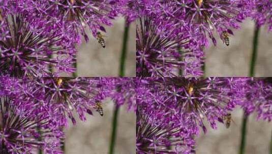 一只在一朵紫花上工作的蜜蜂高清在线视频素材下载