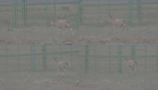 青海省可可西里藏羚羊幼崽奔跑02高清在线视频素材下载