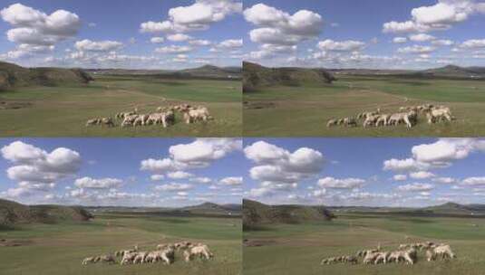 蓝天白云下牧场山坡上吃草的羊群高清在线视频素材下载