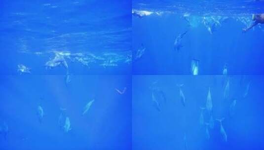 实拍野生海豚高清在线视频素材下载