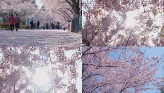 春天公园里樱花盛开-游客赏樱花高清在线视频素材下载