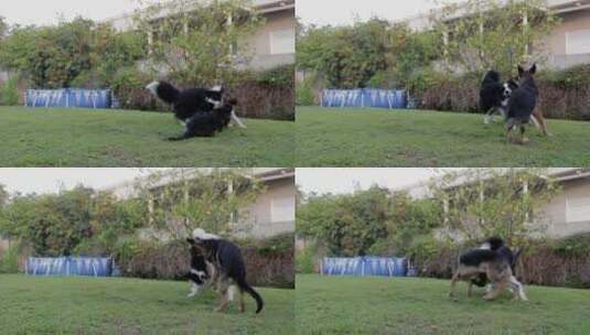 两只狗在草地上打架玩高清在线视频素材下载