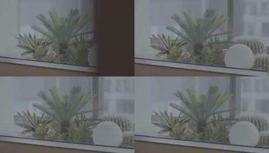 窗台网红绿植植物高清在线视频素材下载