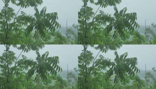 雨天植物秋雨风光景色高清在线视频素材下载