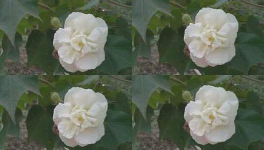 美丽木芙蓉花朵高清在线视频素材下载