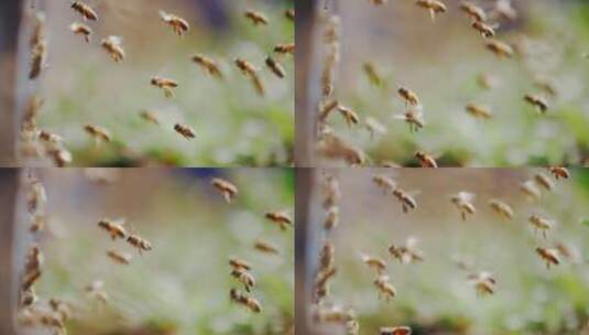 成群蜜蜂飞舞慢镜头高清在线视频素材下载