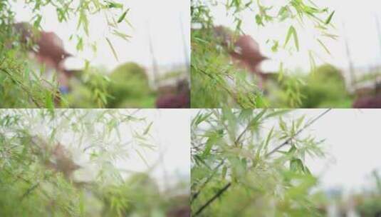 雨中竹子慢动作高清在线视频素材下载