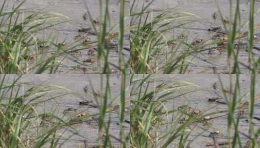 湿地滩涂小螃蟹高清在线视频素材下载