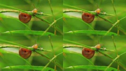 夏天湿漉漉的草丛中一只可爱的蜗牛觅食特写高清在线视频素材下载