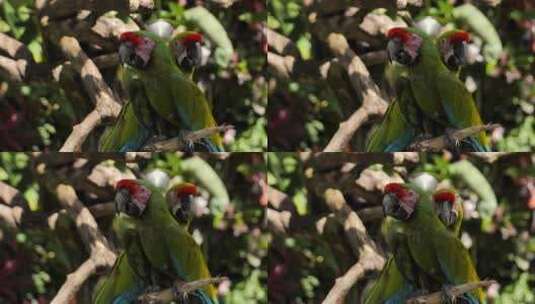 自然保护区树枝上的鹦鹉高清在线视频素材下载