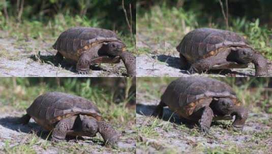 乌龟在陆地上行走觅食高清在线视频素材下载