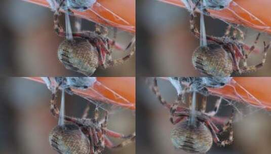 蜘蛛拉出织带时蜘蛛纺纱的宏观特写高清在线视频素材下载