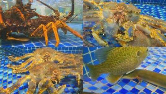 水族馆海鲜龙虾帝王蟹高清在线视频素材下载