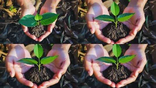 春天植树节种树种子森林生命树苗高清在线视频素材下载