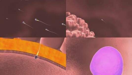 人体精子卵子受精过程动画高清在线视频素材下载