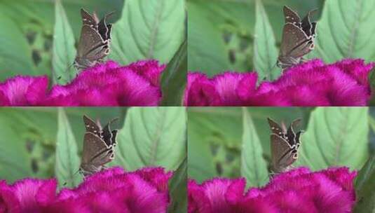 蝴蝶采蜜特写镜头高清在线视频素材下载