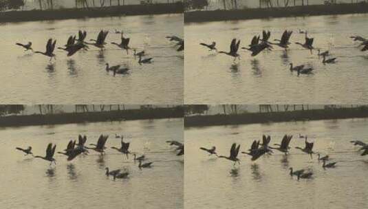 南昌公园湖里的野天鹅野鸭高清在线视频素材下载