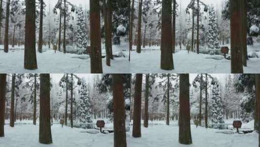 金华山森林露营基地小西湖水杉林雪景航拍高清在线视频素材下载