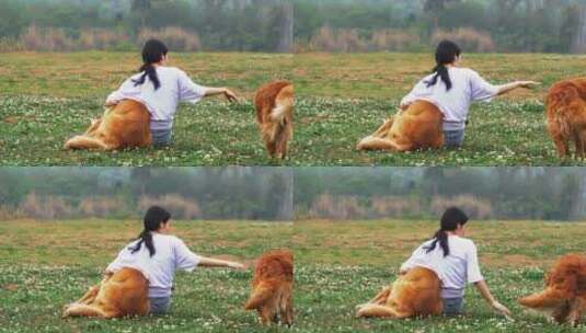 长腿美女和金毛宠物犬在春天开满花草地玩耍高清在线视频素材下载