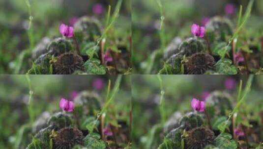 粉紫色的花朵微距景观高清在线视频素材下载