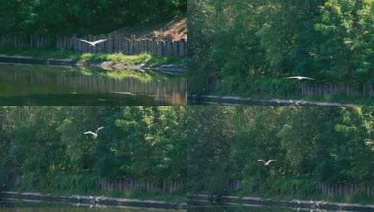 4K升格实拍在河流上飞翔翱翔的野生动物白鹭高清在线视频素材下载