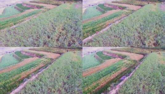 青海省 海东市 旱梯田 航拍 农业 农村 种植高清在线视频素材下载