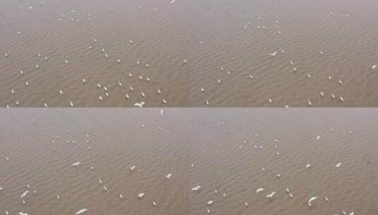 鄱阳湖东方白鹳航拍高清在线视频素材下载