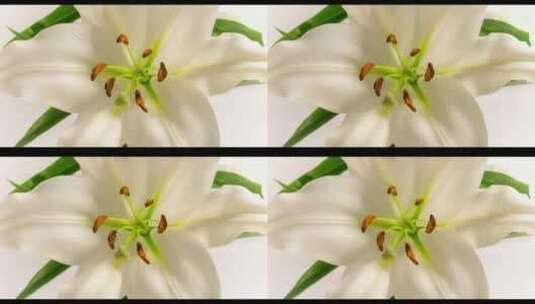 盛开的百合花 (3)高清在线视频素材下载