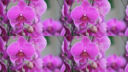 粉红色的蝴蝶兰高清在线视频素材下载