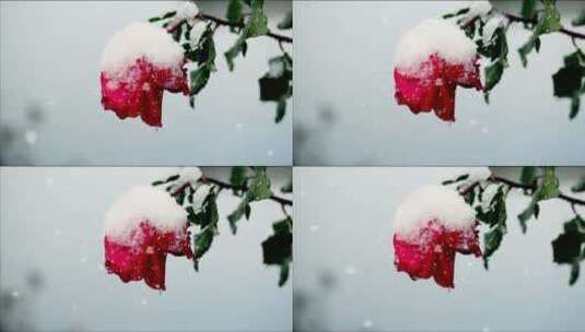红玫瑰在雪地里随风摇曳高清在线视频素材下载