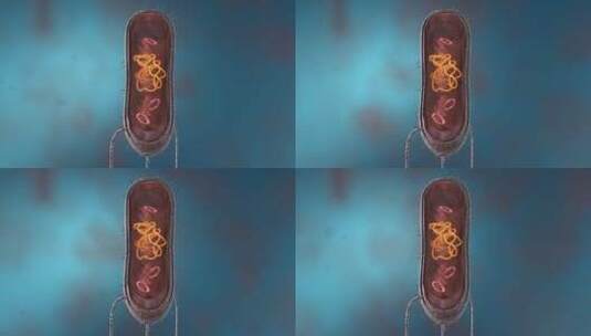 动物细胞 植物细胞 微观医学三维动画展示高清在线视频素材下载
