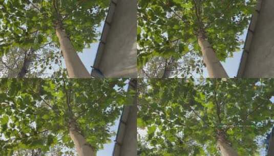 梧桐树树木高清在线视频素材下载