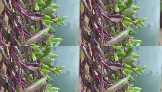 紫玄月植物高清在线视频素材下载