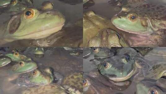 池子里的牛蛙高清在线视频素材下载