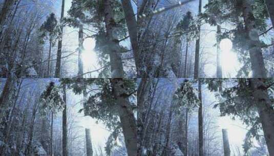 冬季森林中雪花飘落树木慢镜头高清在线视频素材下载