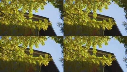 房屋旁的银杏树高清在线视频素材下载