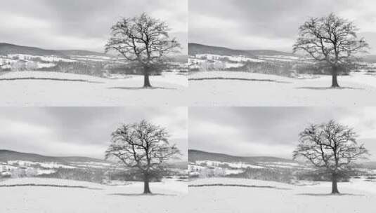 一棵孤单的树矗立在风雪中高清在线视频素材下载
