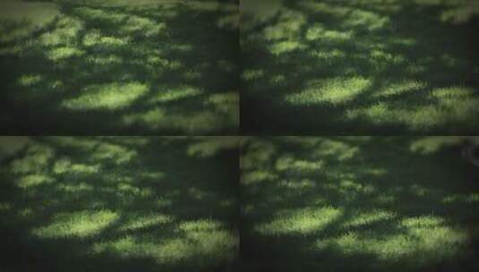 草地私家花园草原风农场植物宁静草坪光影树高清在线视频素材下载