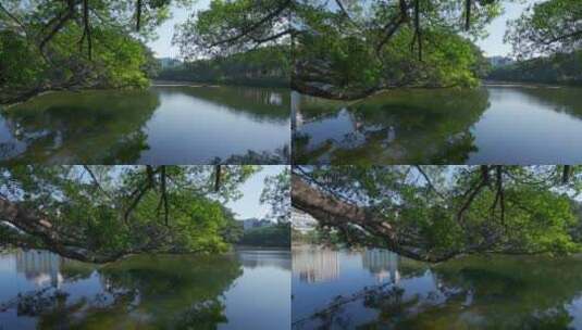 广州流花湖公园大榕树与湖畔绿树林风光高清在线视频素材下载