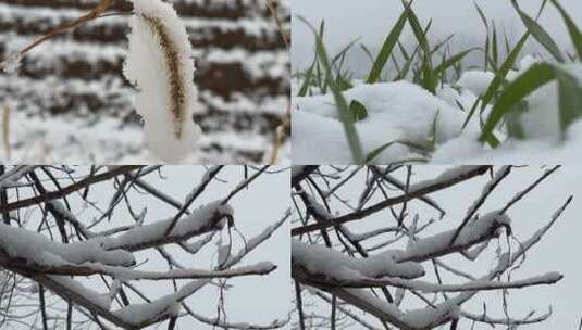 冬天植物上的白雪合集高清在线视频素材下载