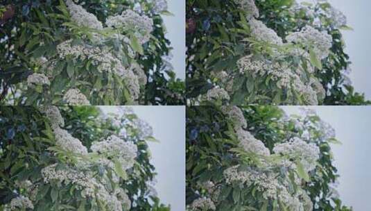 春天春暖花开樱花石楠花植物视频高清在线视频素材下载