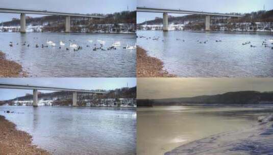 北方冬天湖面野鸭高清在线视频素材下载