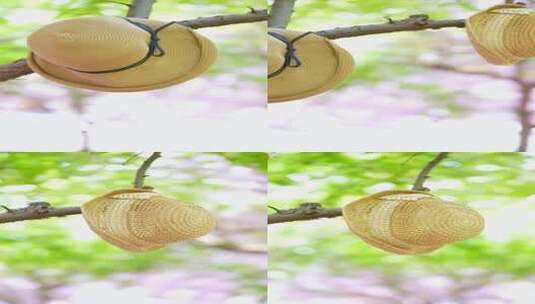 4K竖屏空镜头挂在树枝上的帽子高清在线视频素材下载