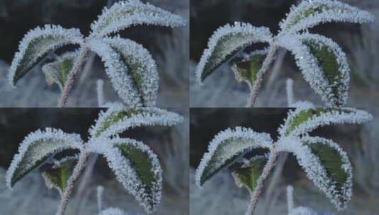 冰雪融化消融霜降_春天来了生命力高清在线视频素材下载