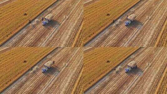 麦收麦田收割麦子丰收高清在线视频素材下载