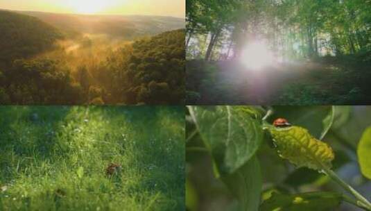 丁达尔森林光影 晨光中的自然万物苏醒高清在线视频素材下载