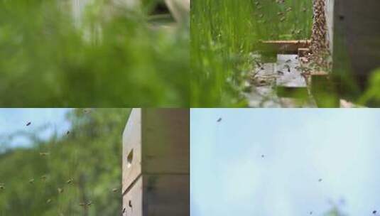 蜜蜂飞进蜂巢高清在线视频素材下载