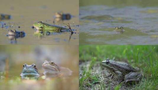 农田里池塘里的青蛙特写镜头高清在线视频素材下载