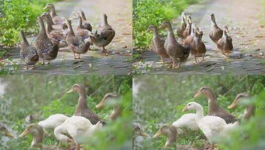 池塘边的鸭子觅食高清在线视频素材下载