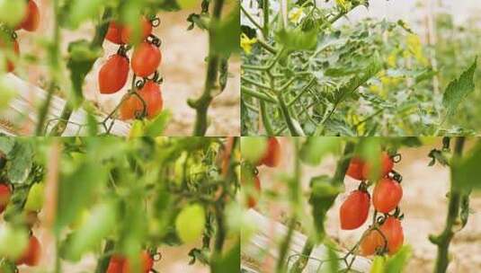 0813 西红柿种植 蔬菜种植 大棚种植高清在线视频素材下载